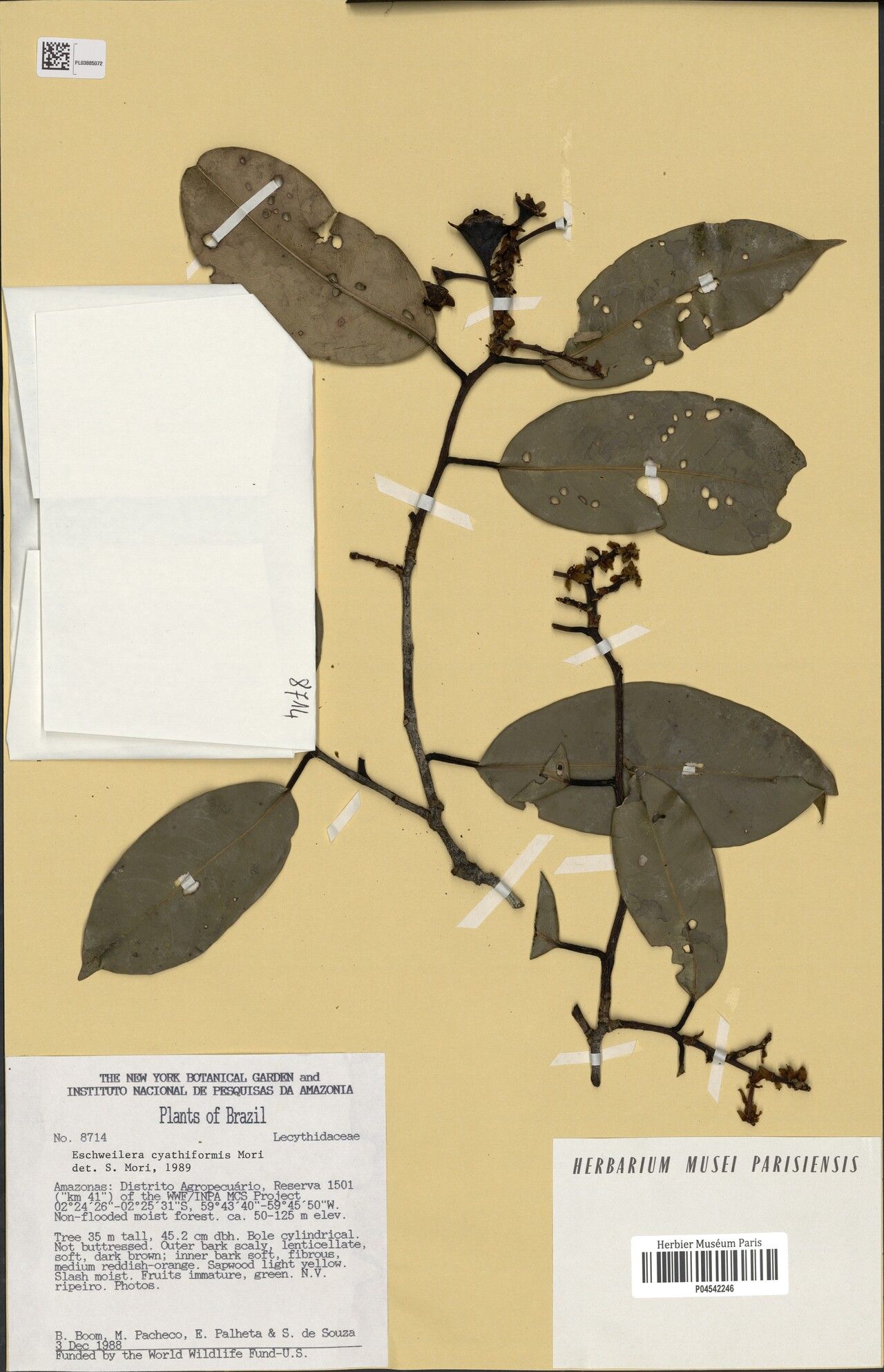 Eschweilera cyathiformis — houseplant care guide