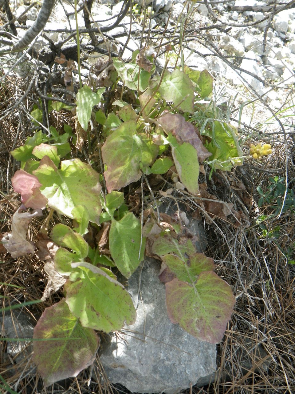 Lactuca tuberosa leaf
