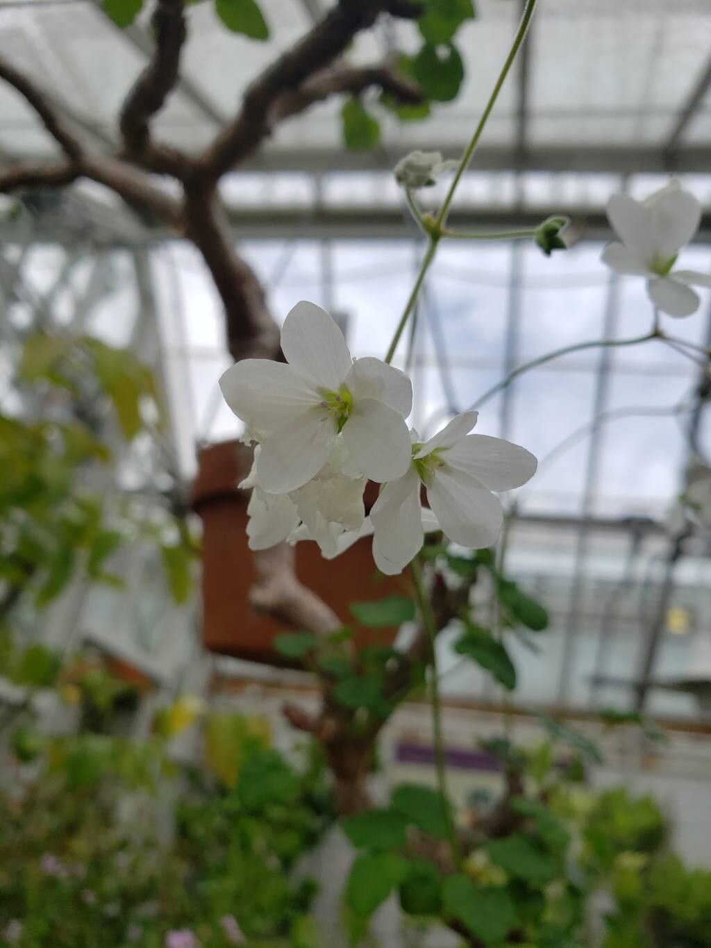 Pelargonium cotyledonis flower
