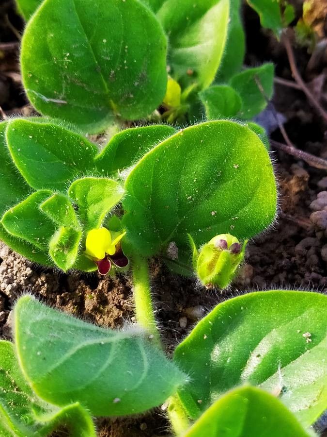 Kickxia spuria flower