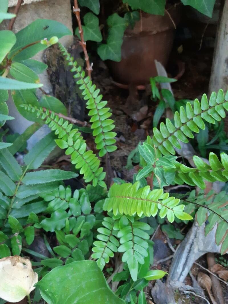 Pteris falcata leaf