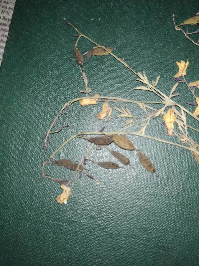 Corydalis sibirica fruit