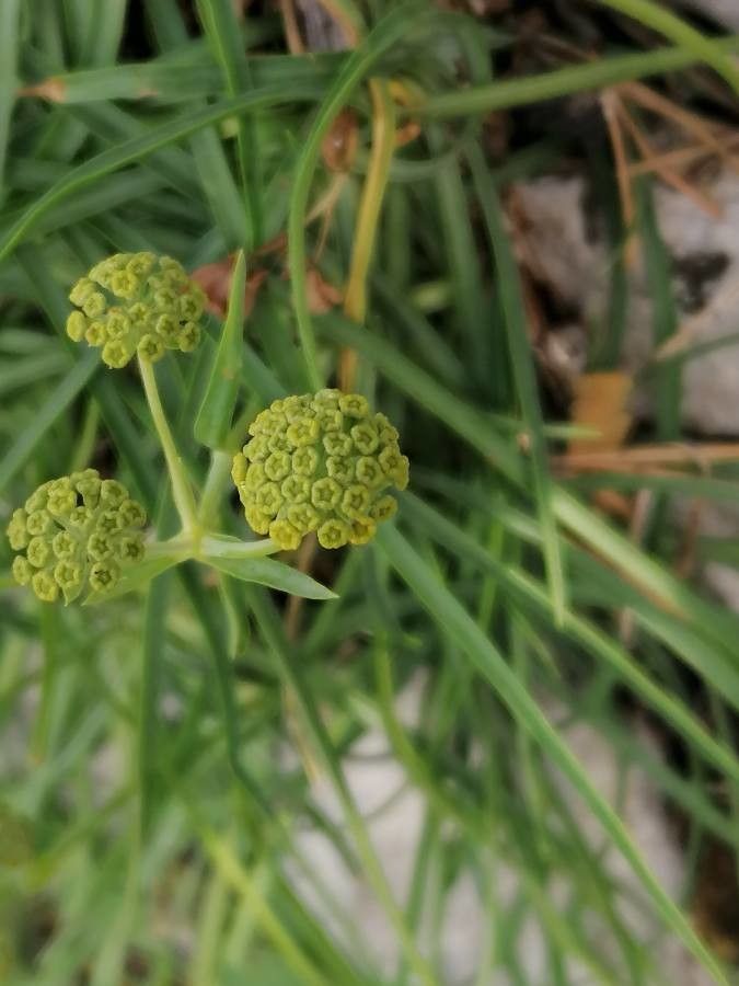 Bupleurum petraeum flower