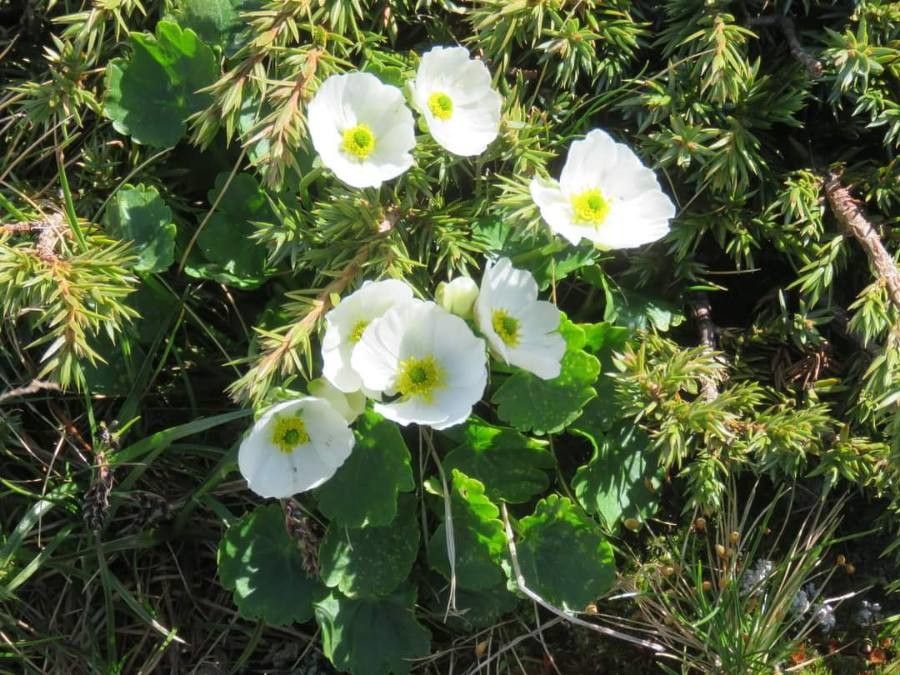 Ranunculus crenatus — houseplant care guide