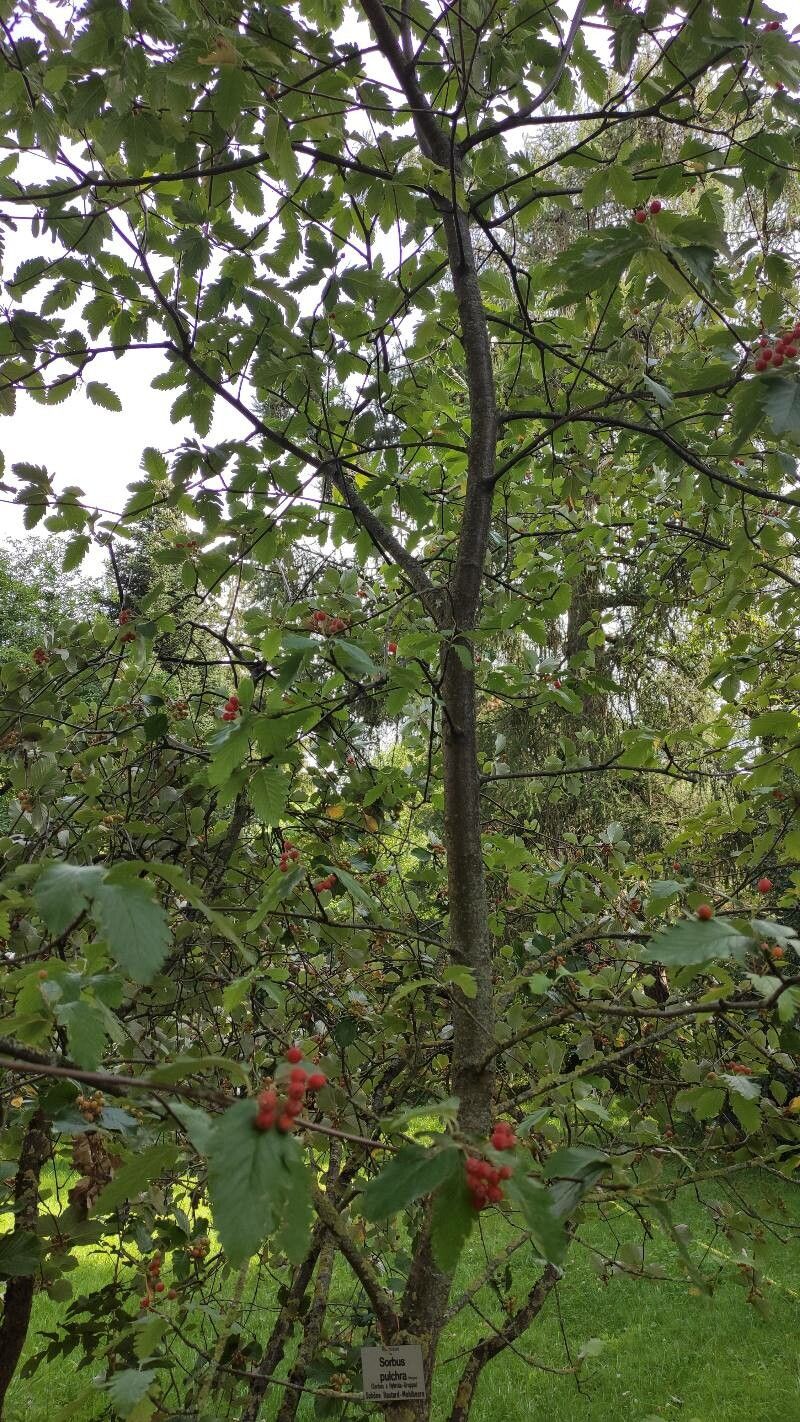 Hedlundia pulchra habit