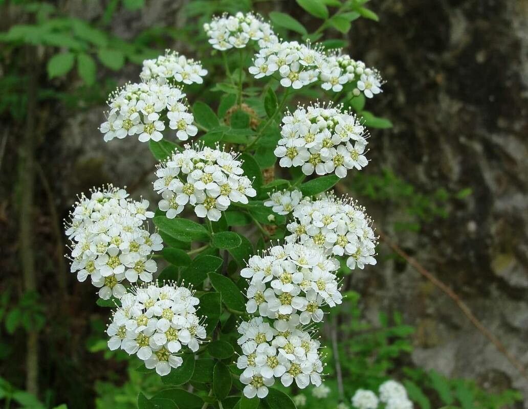 Spiraea cana — search result for 'Spiraea'