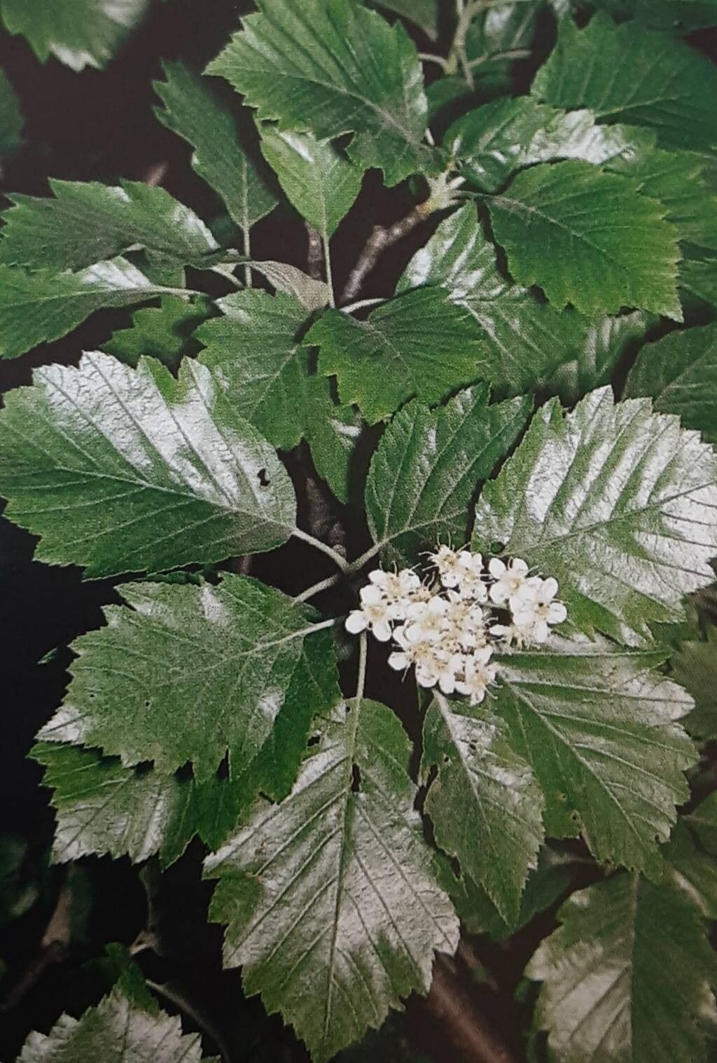 Karpatiosorbus hybrida — houseplant care guide