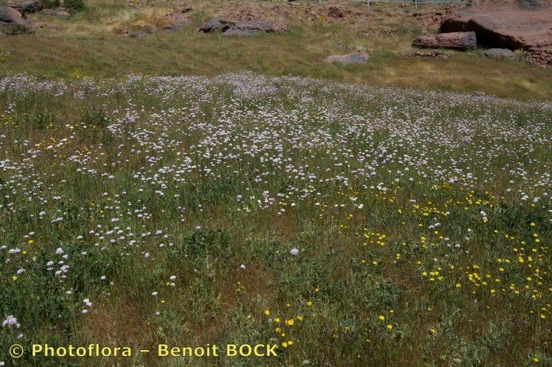 Armeria choulettiana habit