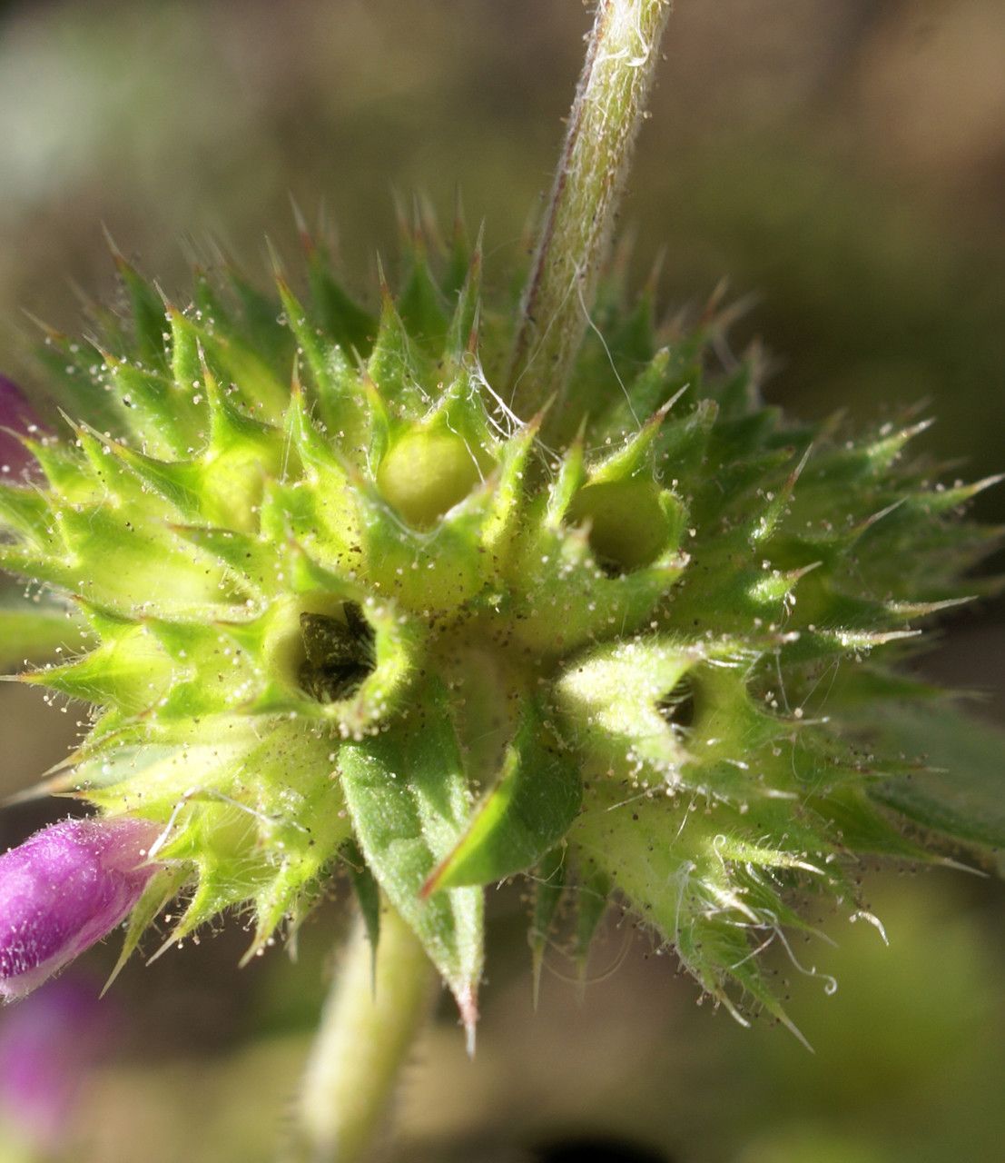Galeopsis ladanum fruit