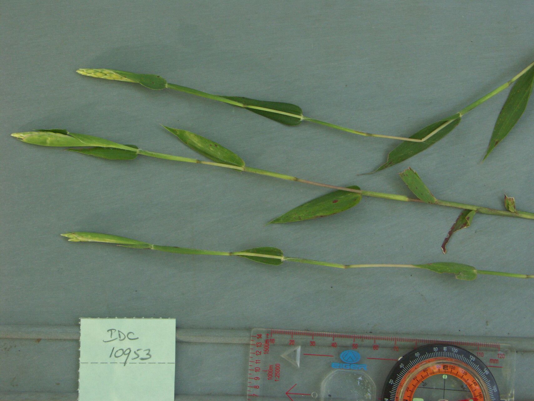 Ischaemum muticum — houseplant care guide