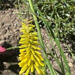 Kniphofia uvaria