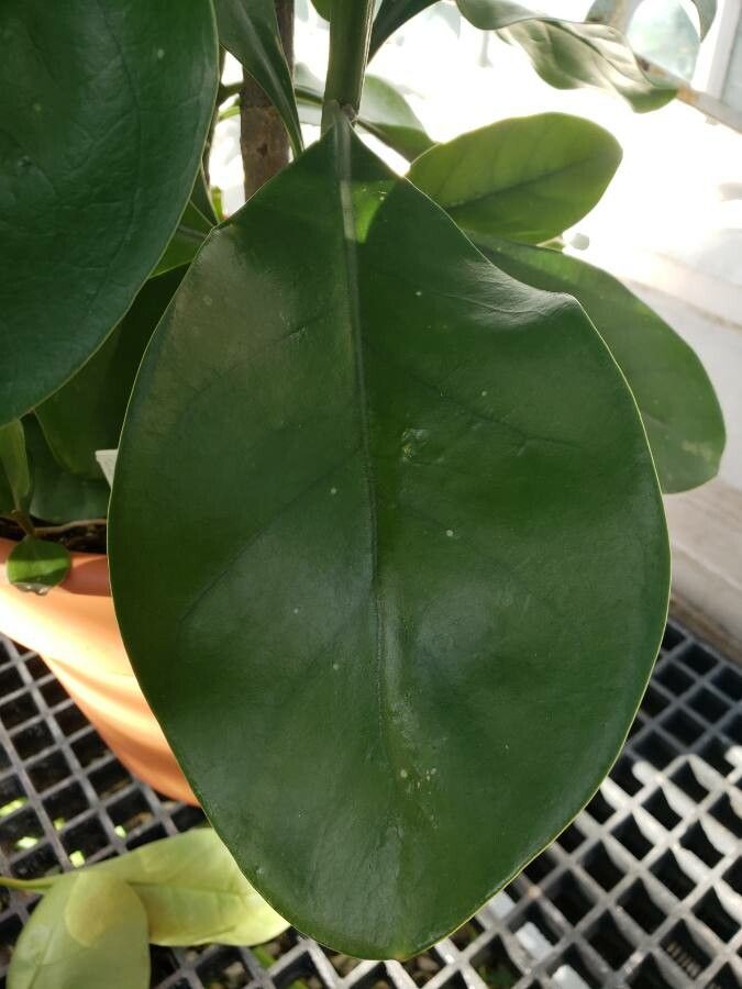 Fagraea ceilanica — related species from the same genus