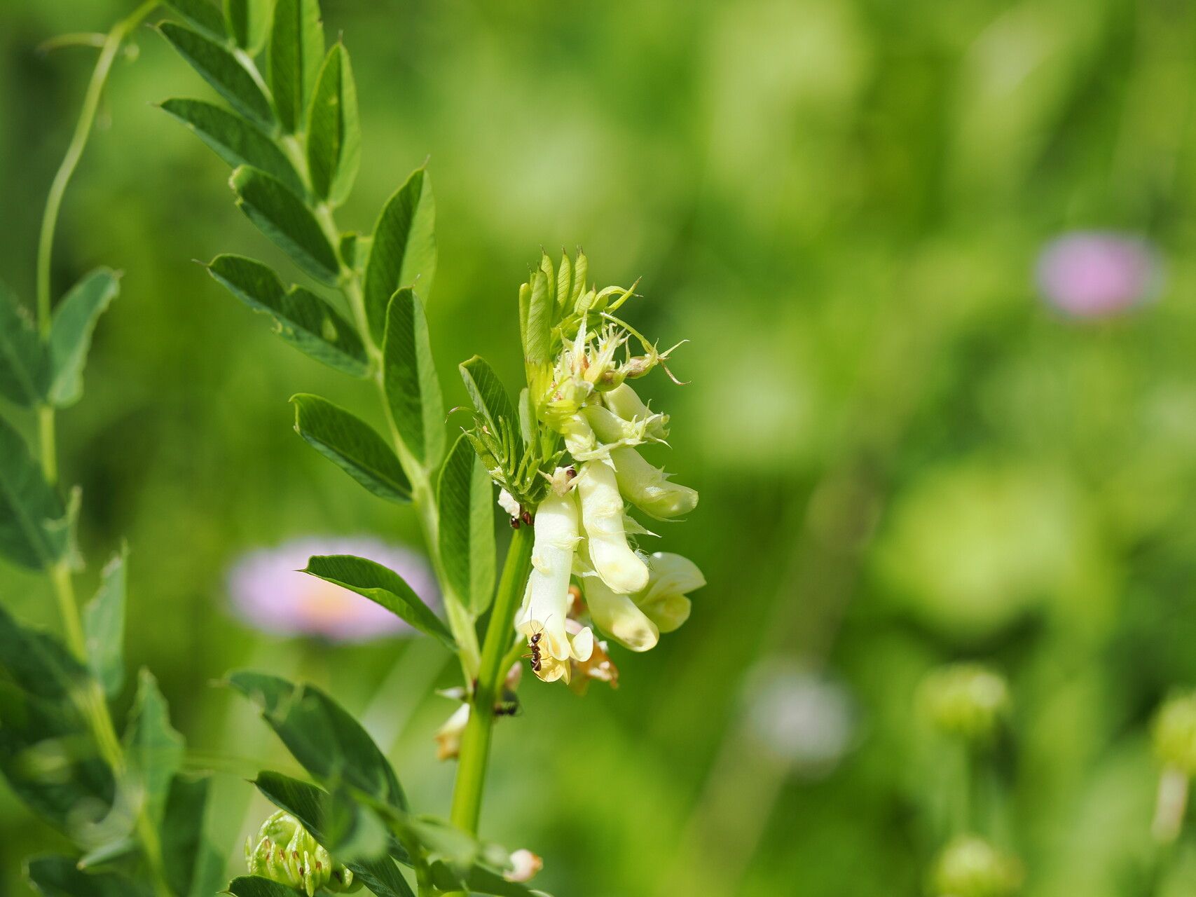 Vicia balansae flower