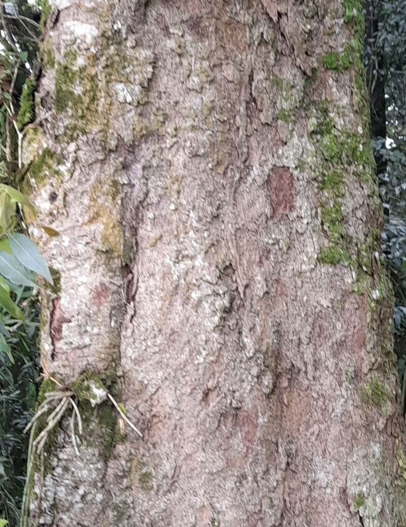 Nectandra grandiflora bark