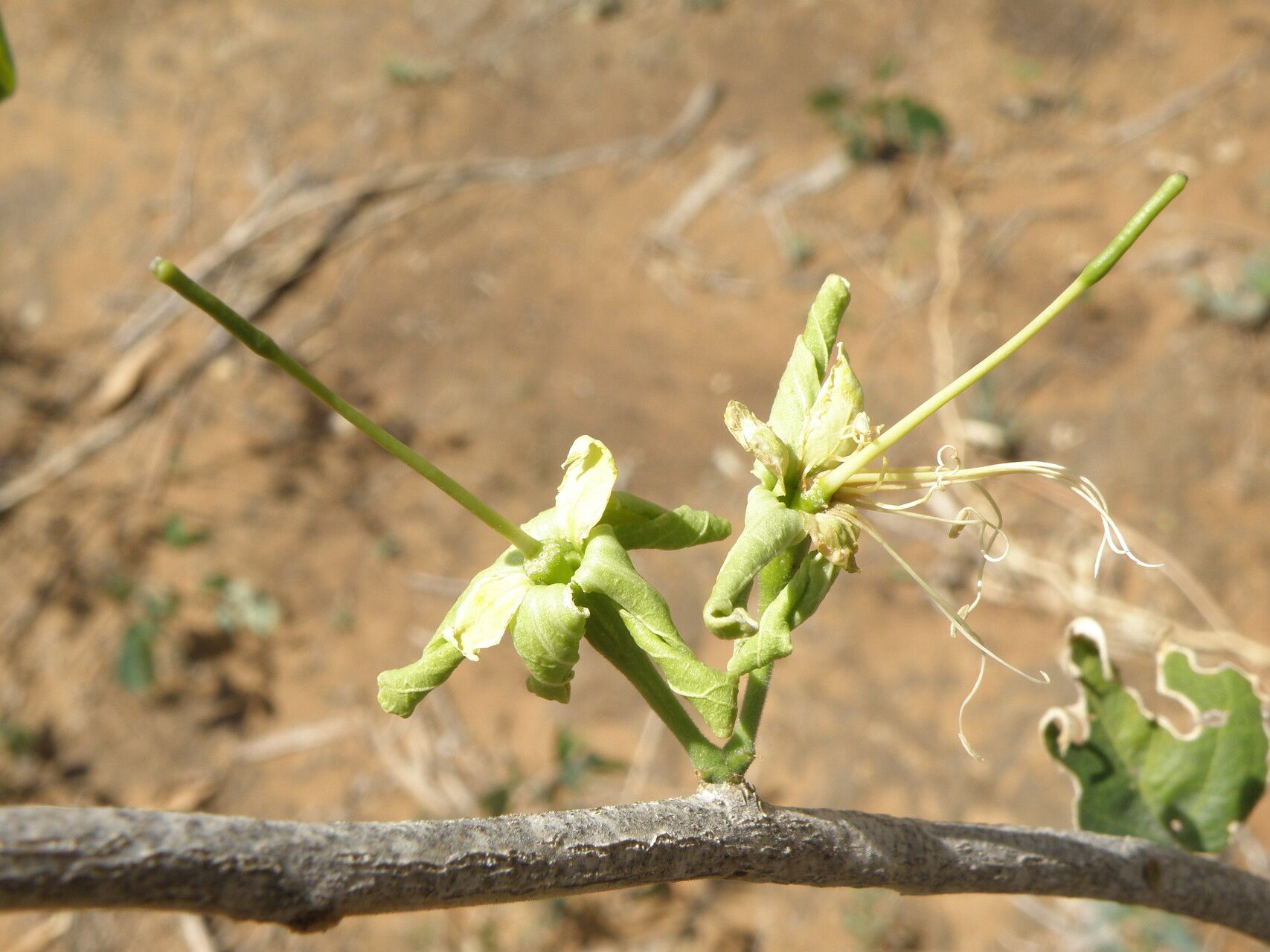 Maerua arenaria — related species from the same genus