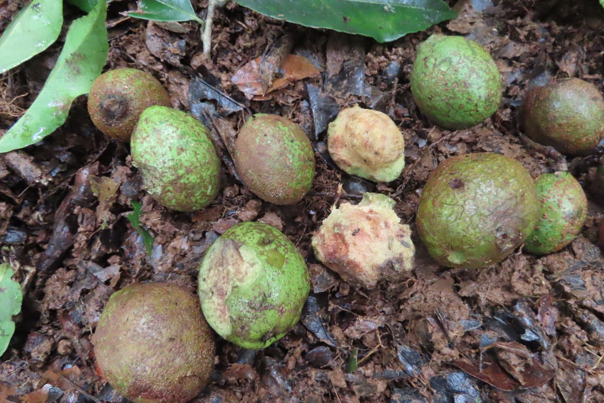 Sacoglottis trichogyna fruit