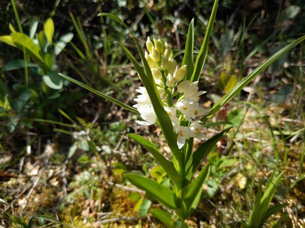 Cephalanthera × schulzei flower