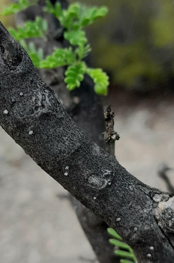 Bulnesia schickendantzii bark