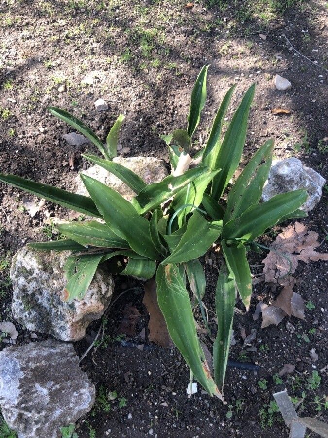 Rohdea japonica — houseplant care guide