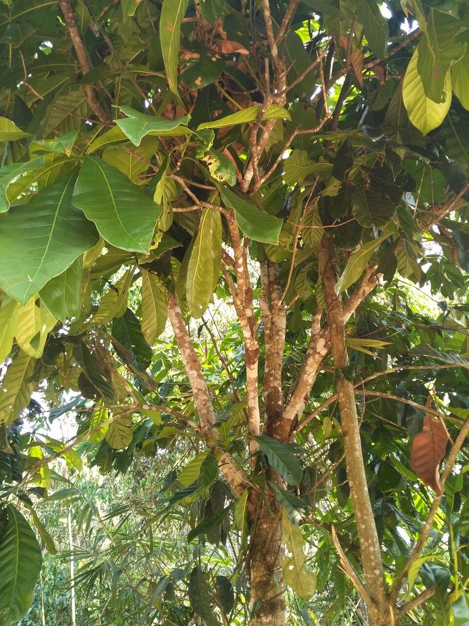 Castanopsis sclerophylla habit