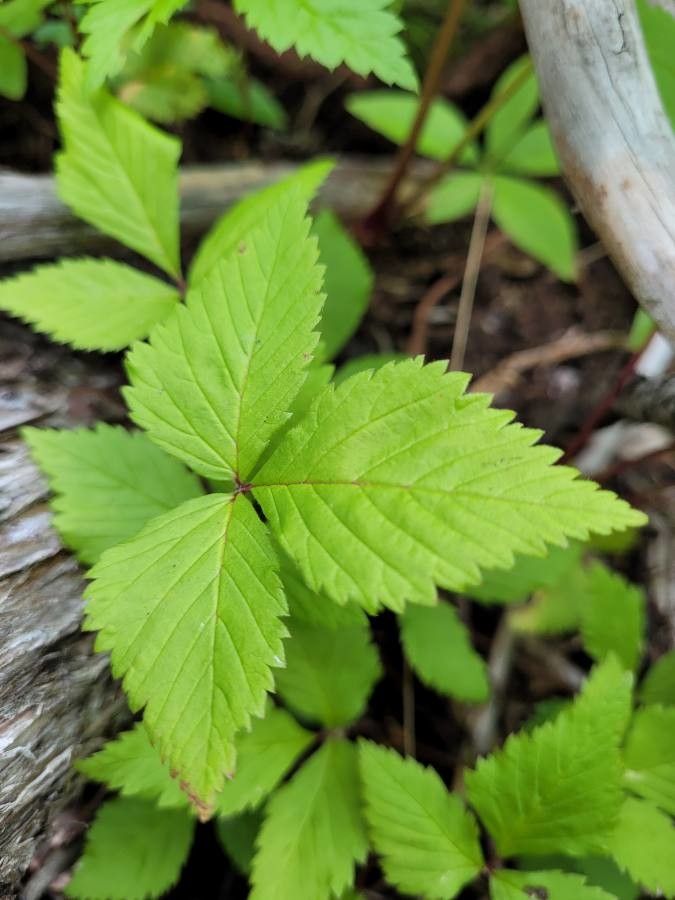 Rubus pubescens leaf
