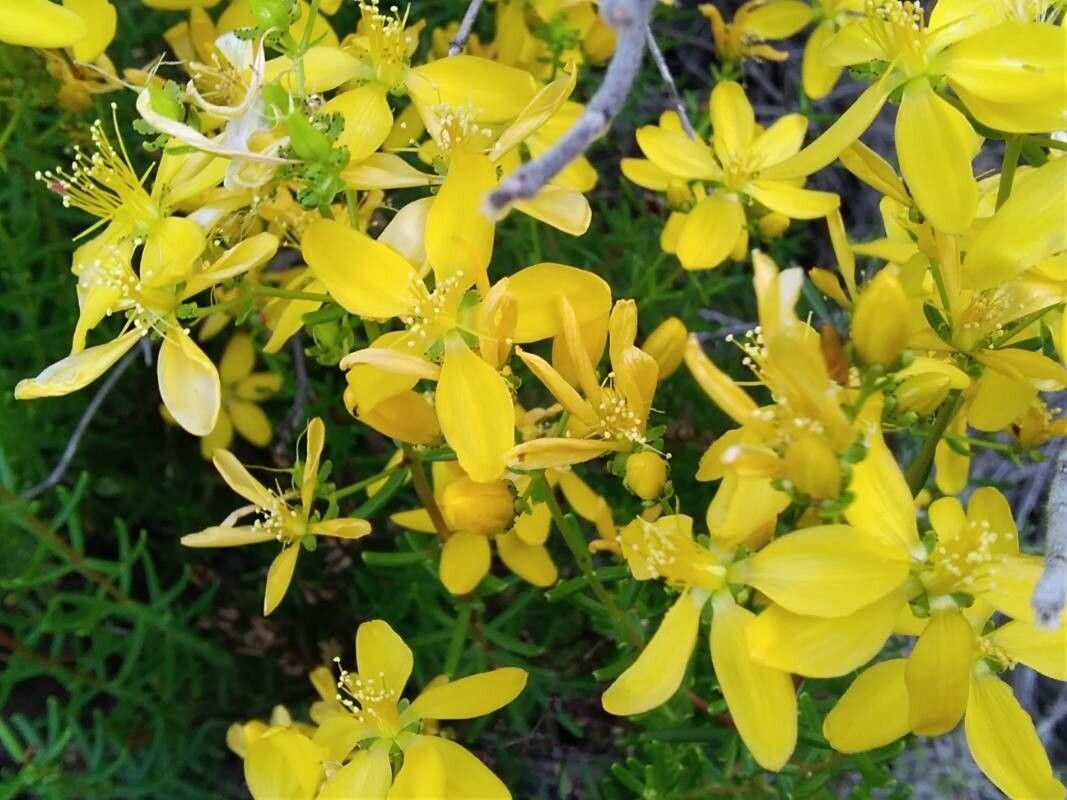Hypericum coris flower
