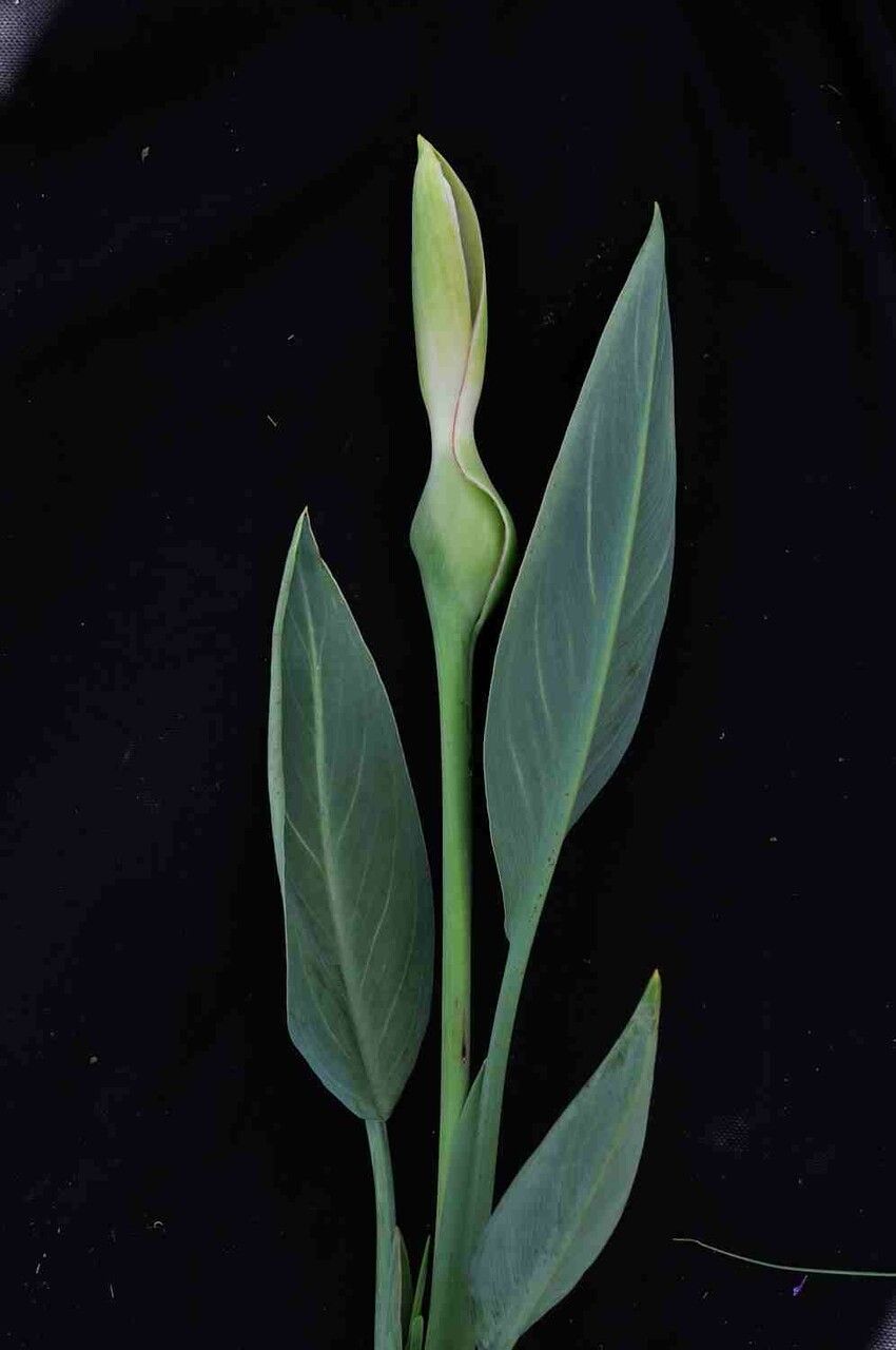 Xanthosoma striatipes — search result for 'Xanthosoma'