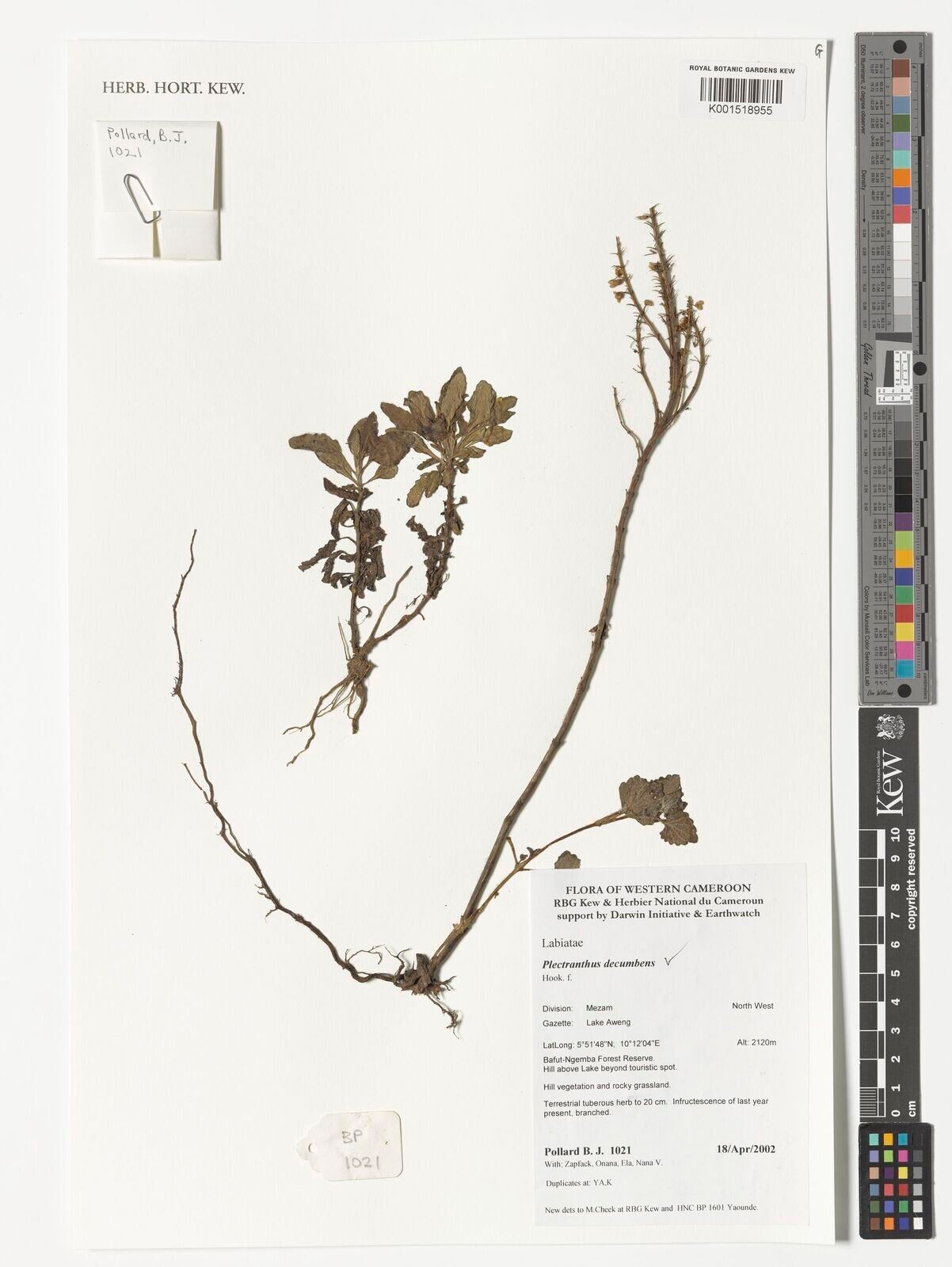 Coleus minor — houseplant care guide