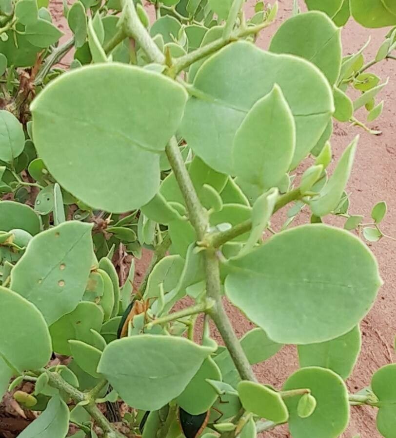Maytenus vitis-idaea — search result for 'Vitis'