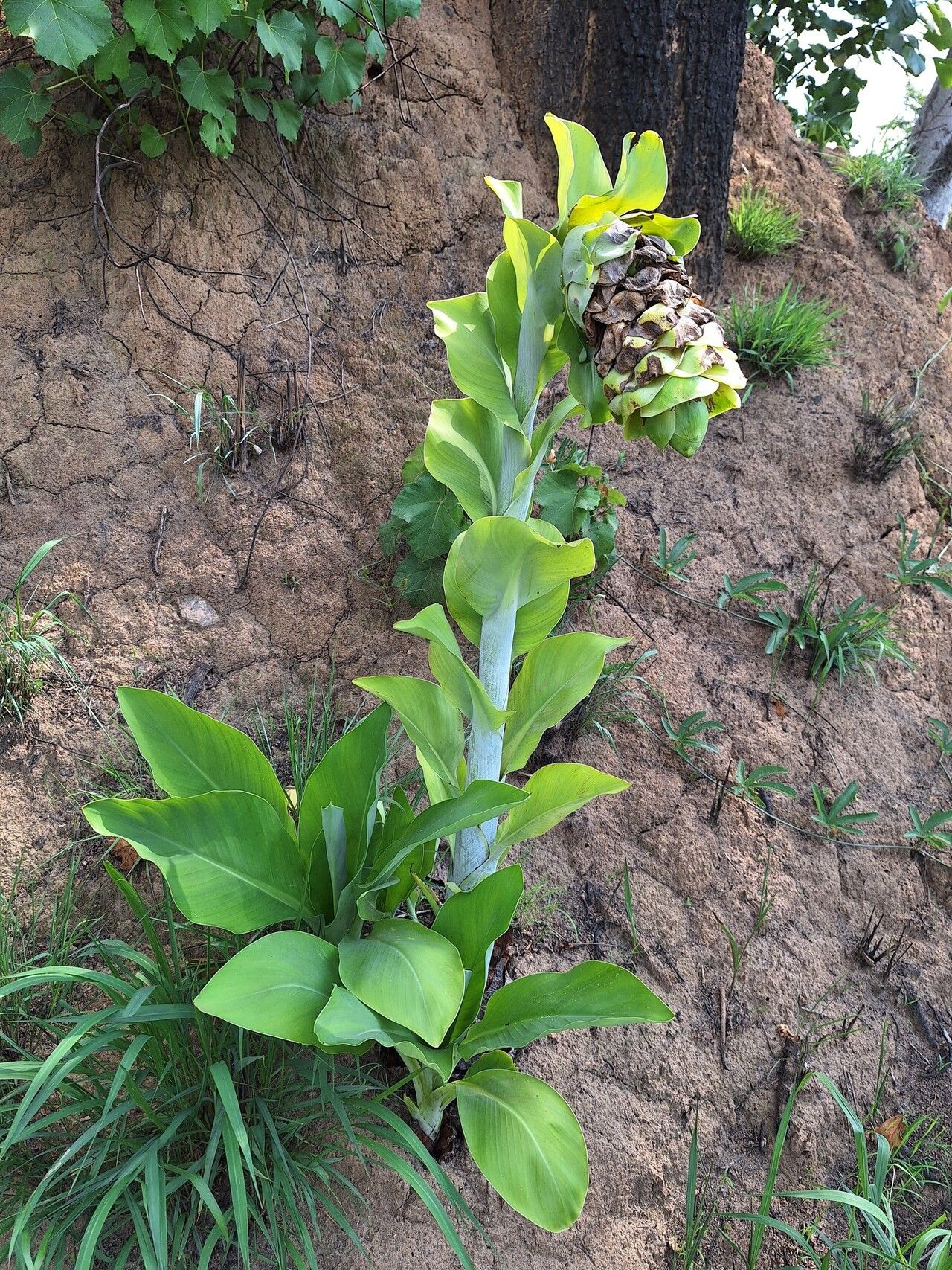 Ensete homblei habit