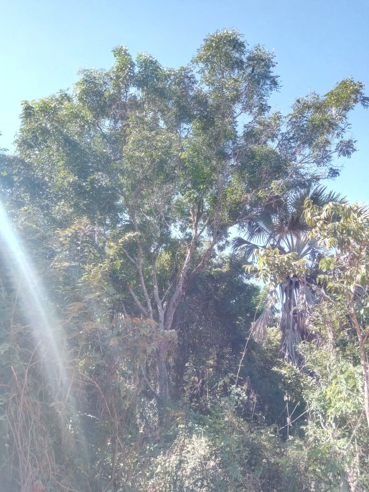 Erythrophleum couminga habit