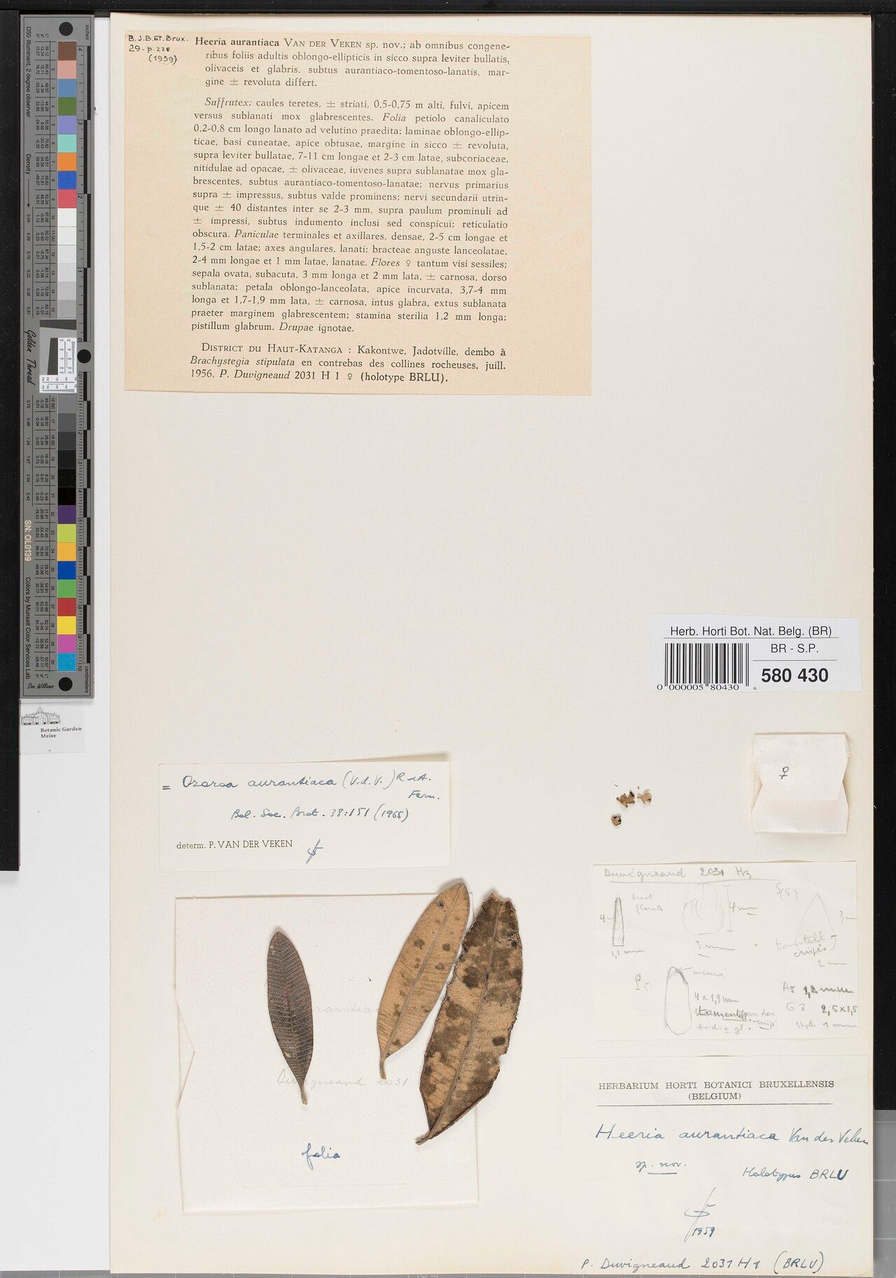 Ozoroa aurantiaca — related species from the same genus