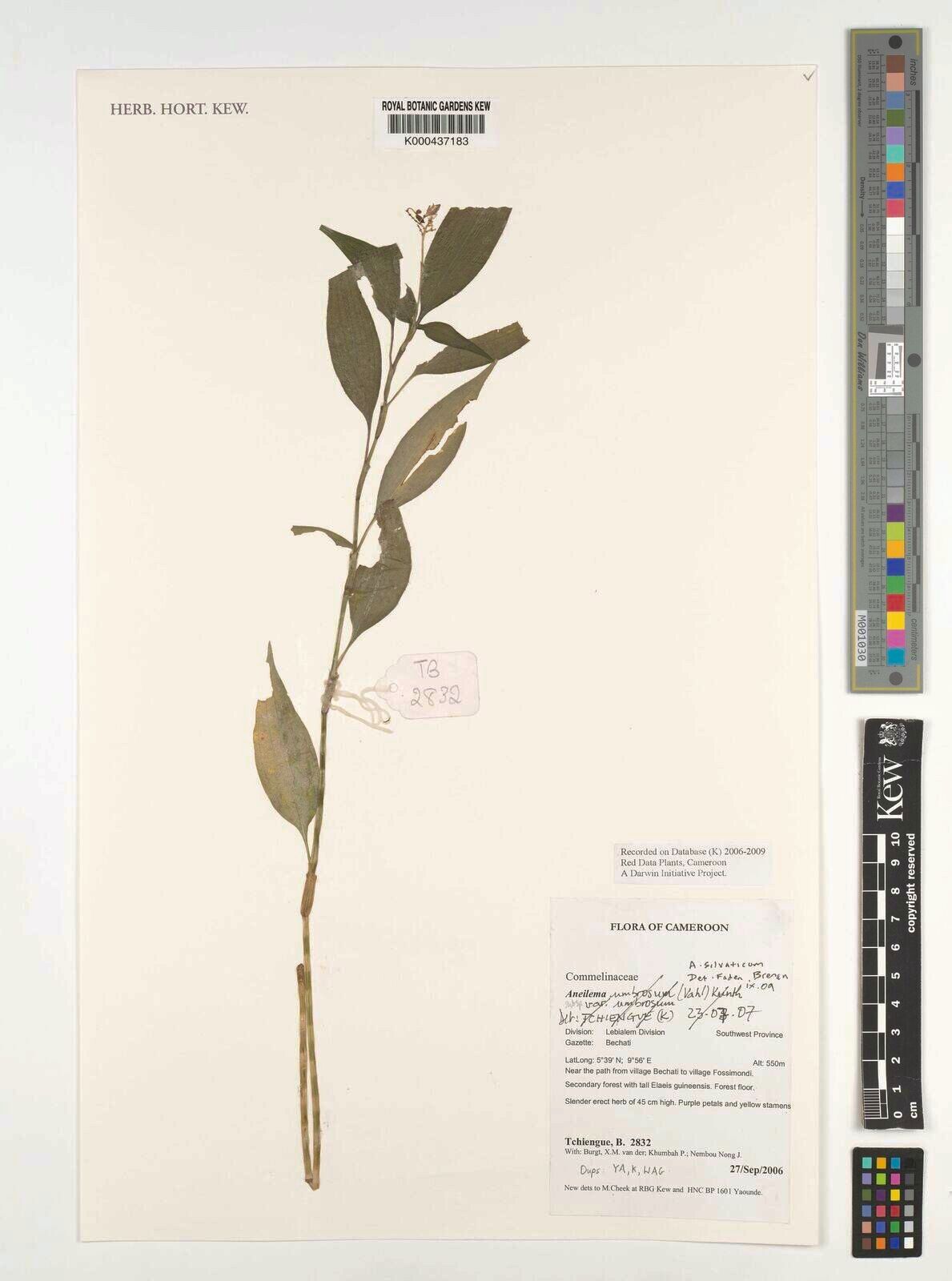 Aneilema silvaticum — houseplant care guide