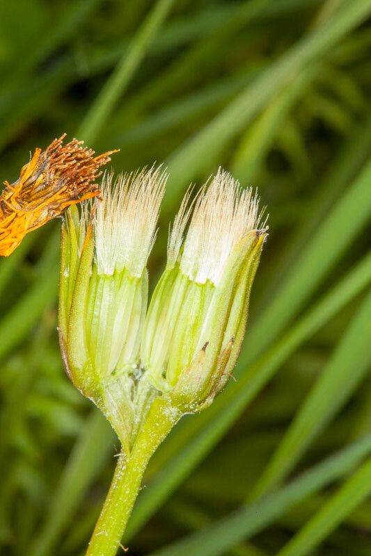 Hyoseris radiata fruit