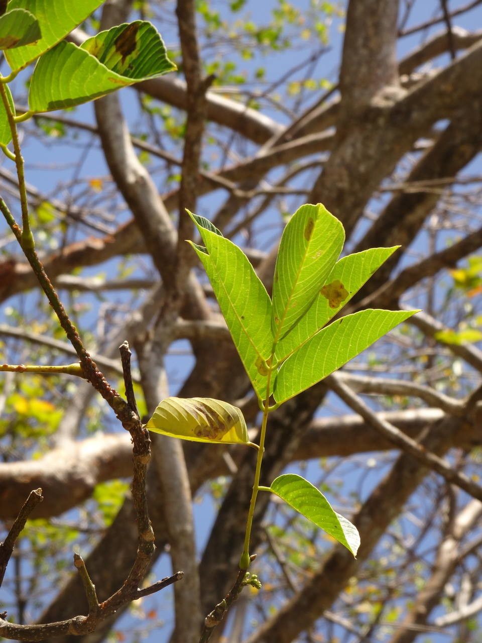 Piscidia carthagenensis leaf
