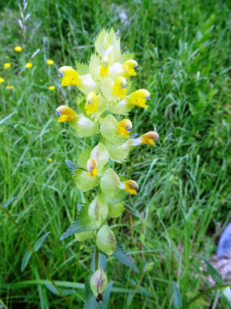 Rhinanthus angustifolius flower