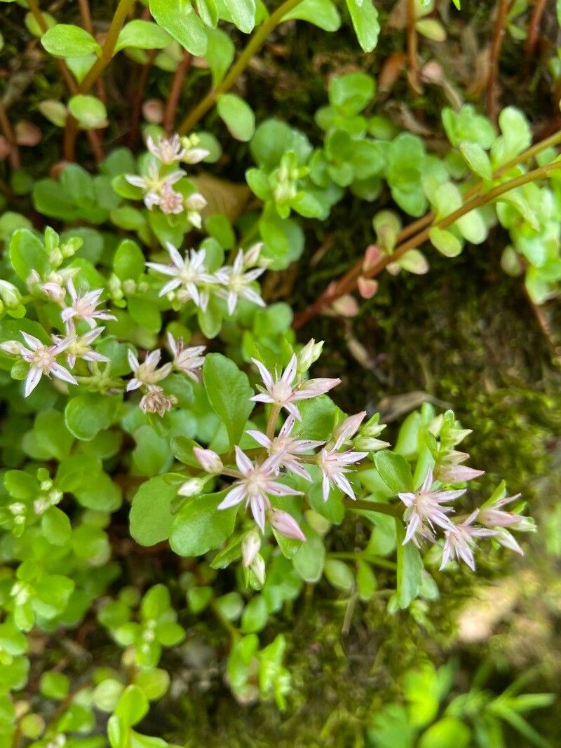 Phedimus stoloniferus flower