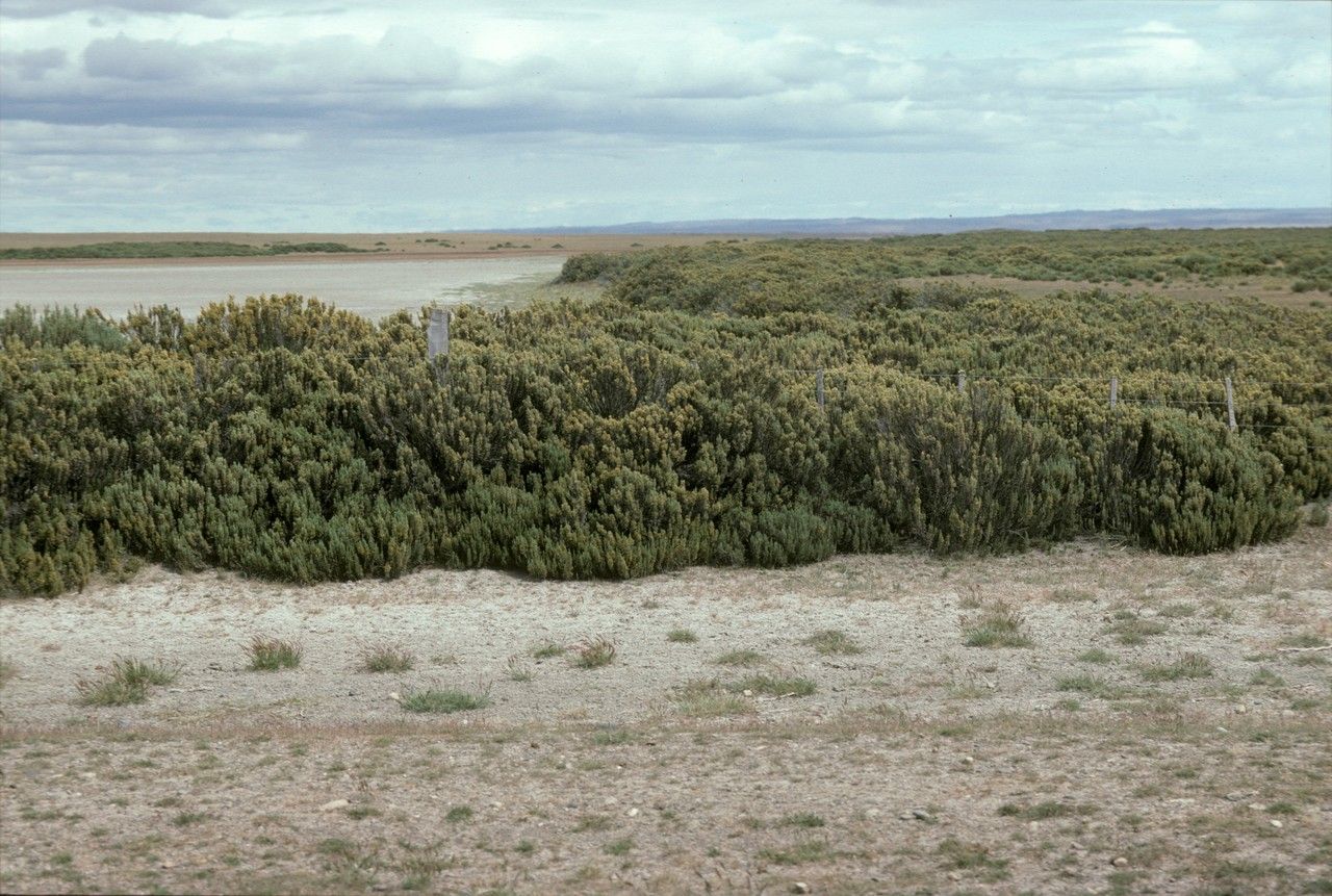 Lepidophyllum cupressiforme habit