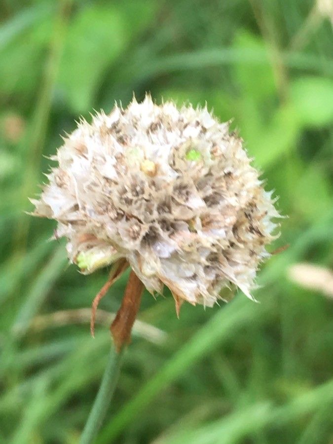 Armeria arenaria fruit