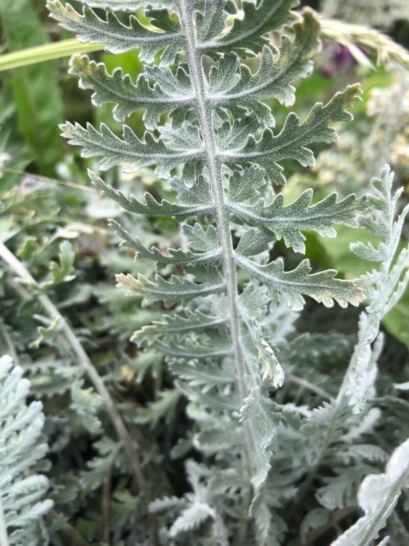 Artemisia armeniaca — search result for 'Artemisia'