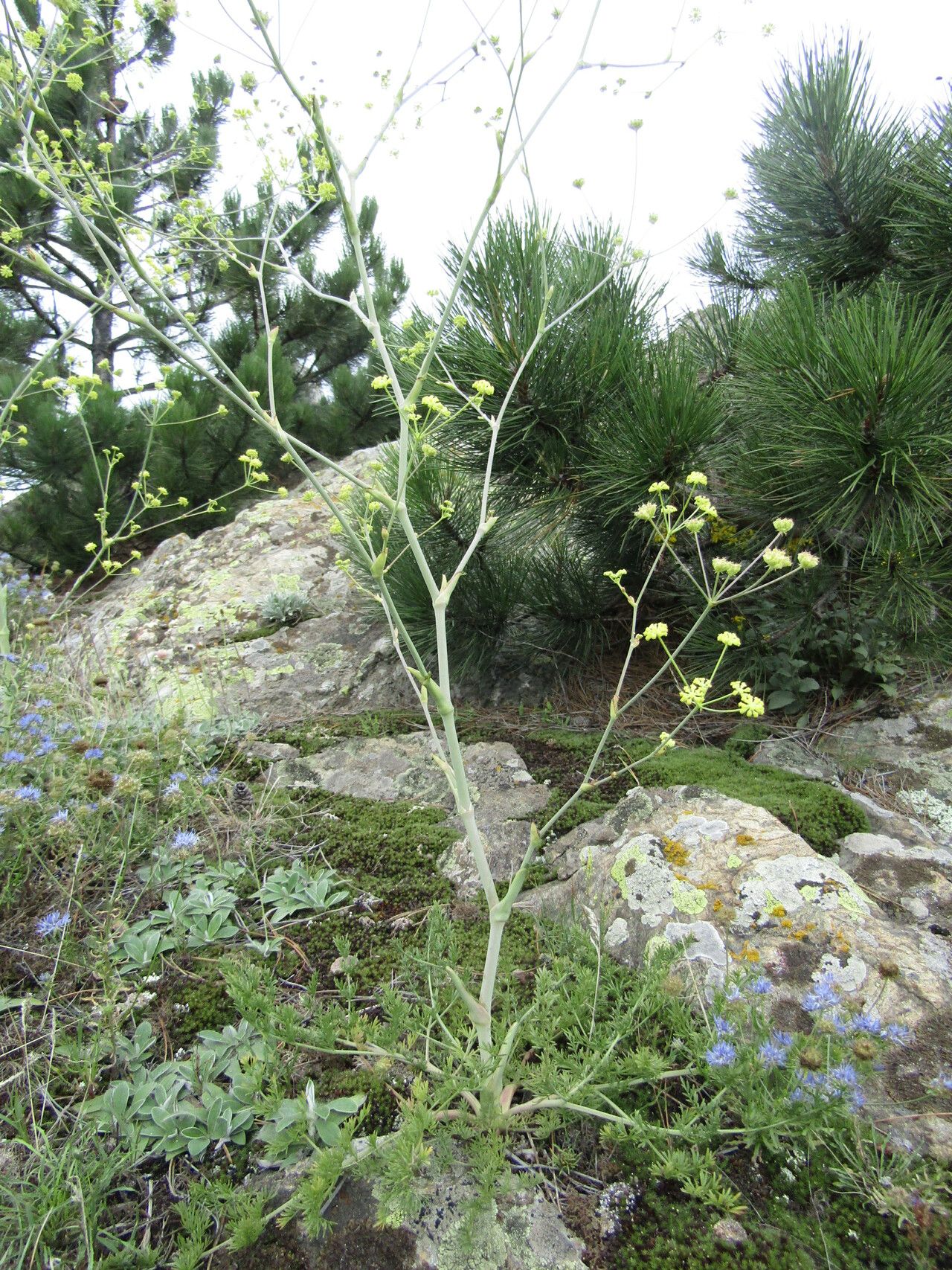 Peucedanum arenarium habit