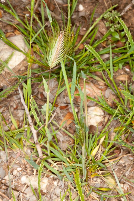 Hordeum marinum fruit