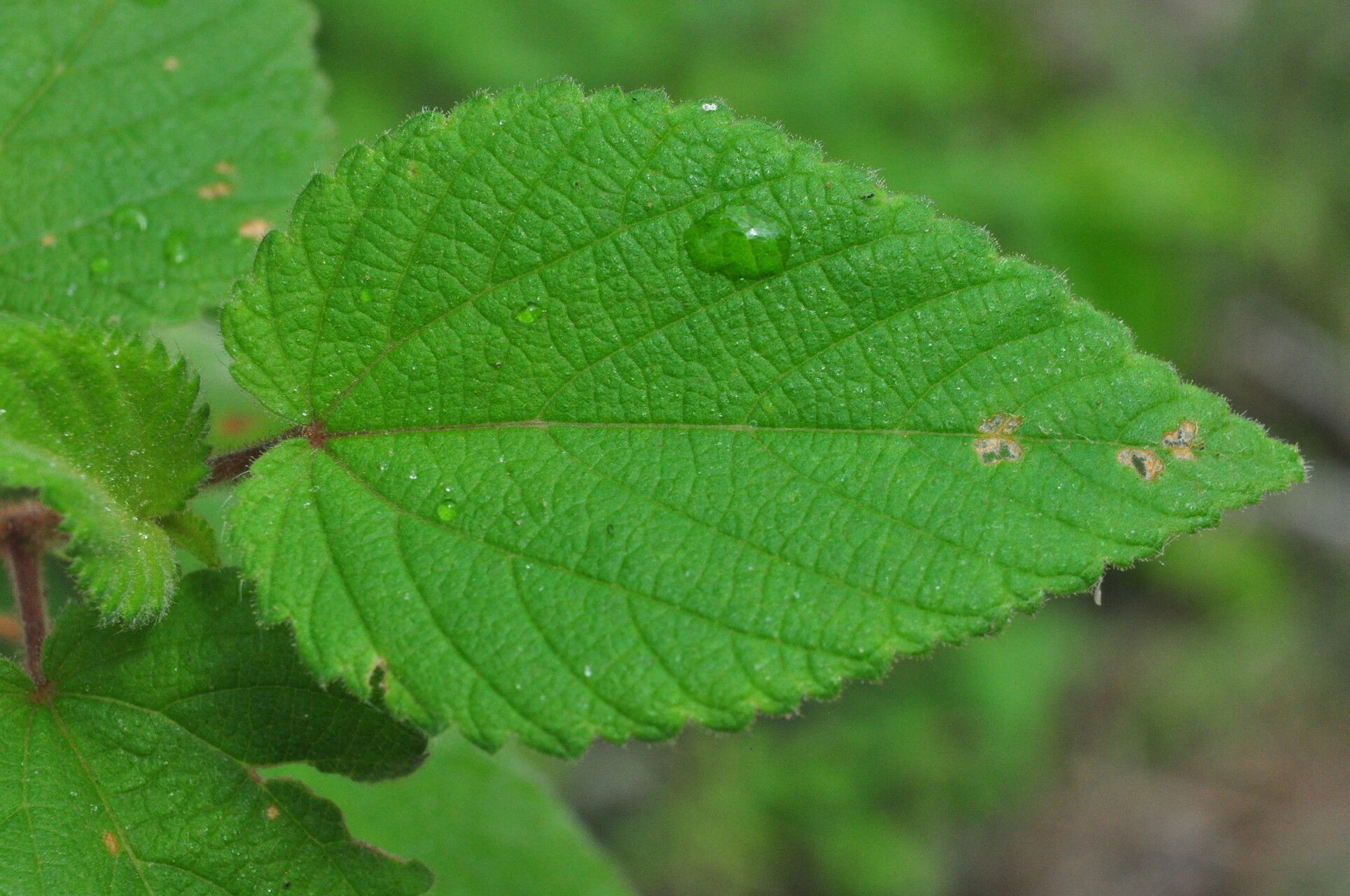 Waltheria viscosissima — houseplant care guide