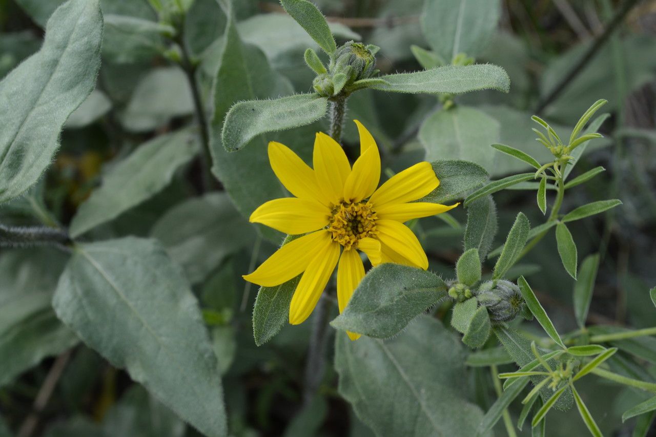 Helianthus pumilus flower