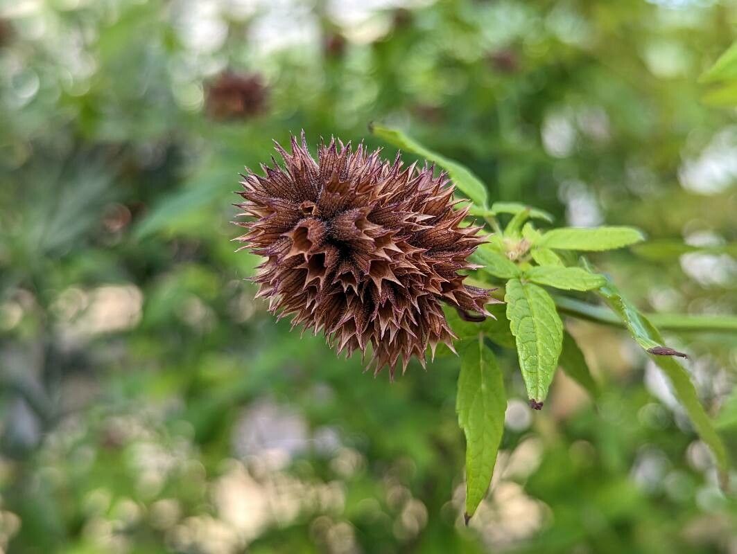 Cedronella canariensis fruit
