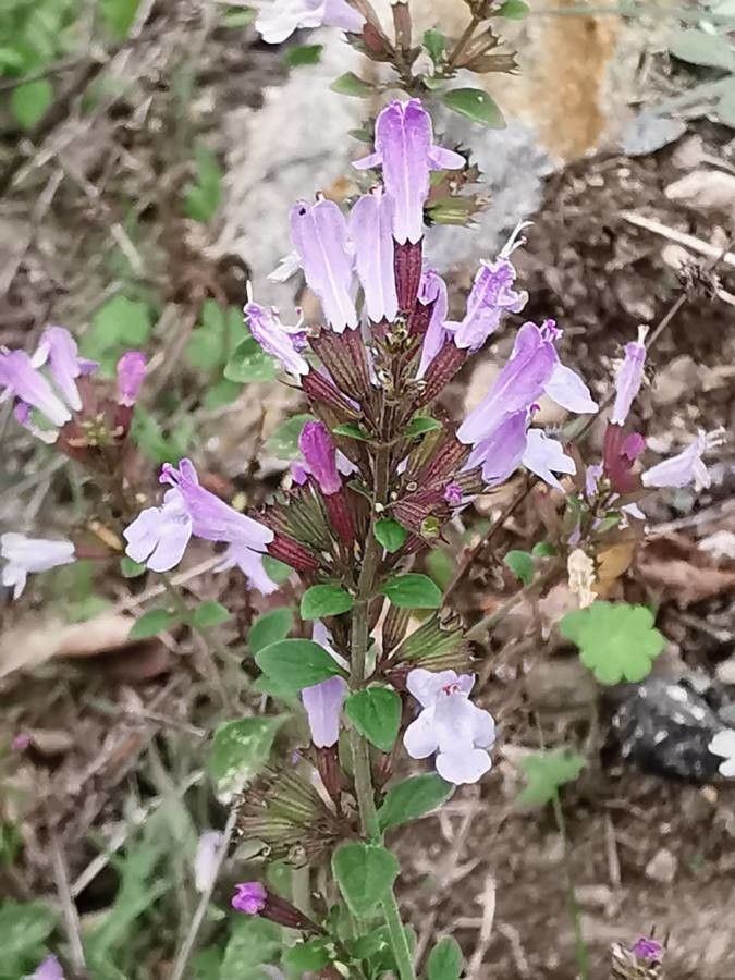 Calamintha nepeta flower
