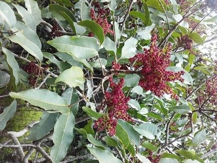 Euroschinus rubromarginatus flower