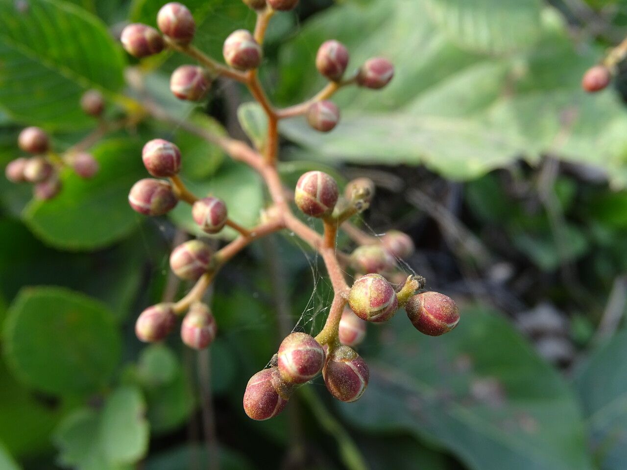 Tetracera potatoria flower