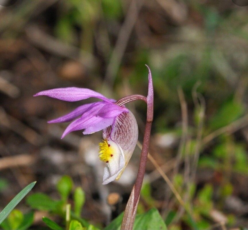 Calypso bulbosa flower