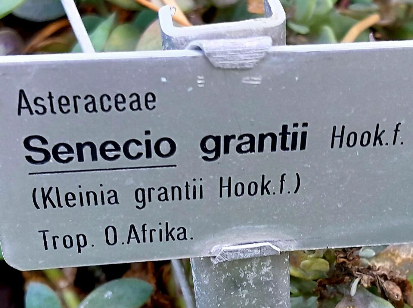 Kleinia grantii other